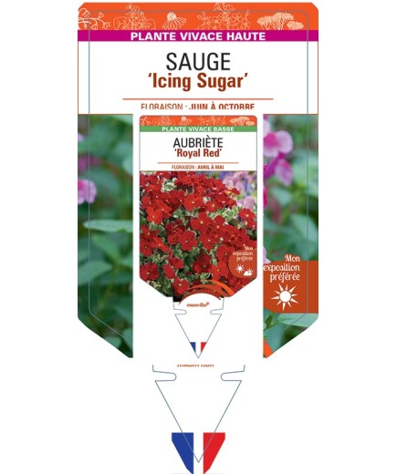 SALVIA gregii 'Icing Sugar' voir Sauge 'Icing Sugar'