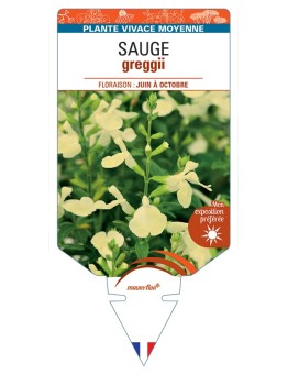 SALVIA greggii jaune voir Sauge