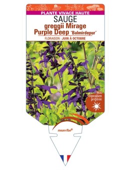 SALVIA greggii MIRAGE Purple Deep Balmirdepur voir Sauge
