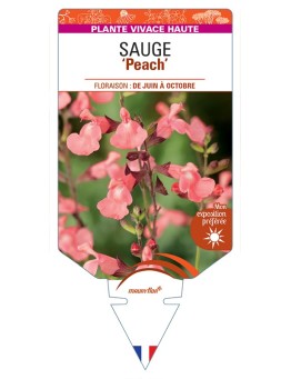 SALVIA greggii Peach voir Sauge