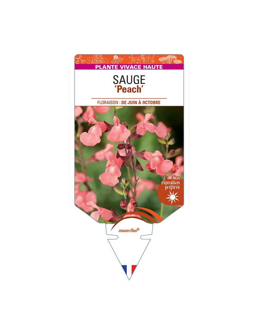 SALVIA greggii Peach voir Sauge