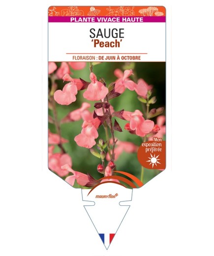 SALVIA greggii Peach voir Sauge