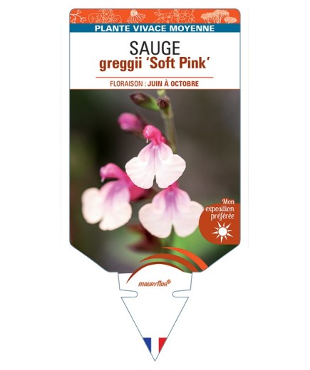 SALVIA greggii Soft Pink voir Sauge