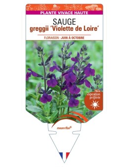 SALVIA greggii Violette de Loire voir Sauge