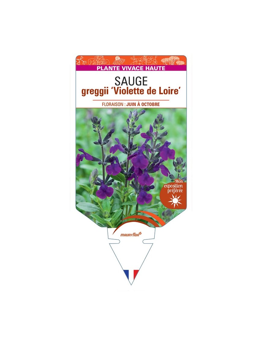 SALVIA greggii Violette de Loire voir Sauge