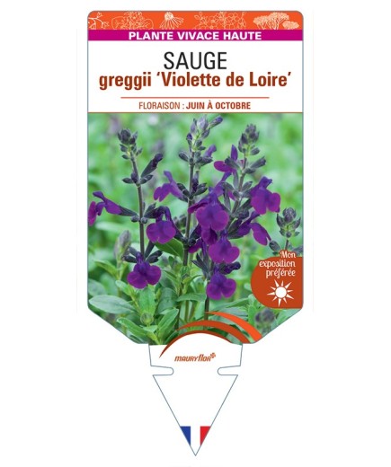 SALVIA greggii Violette de Loire voir Sauge