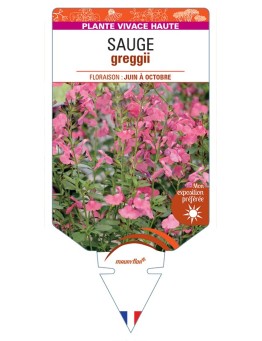 SALVIA greggii voir Sauge (rose)