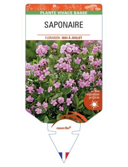 SAPONARIA (ocymoides rose)