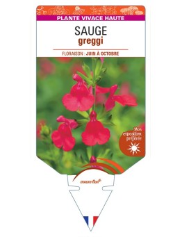 SALVIA greggii voir Sauge (rouge)