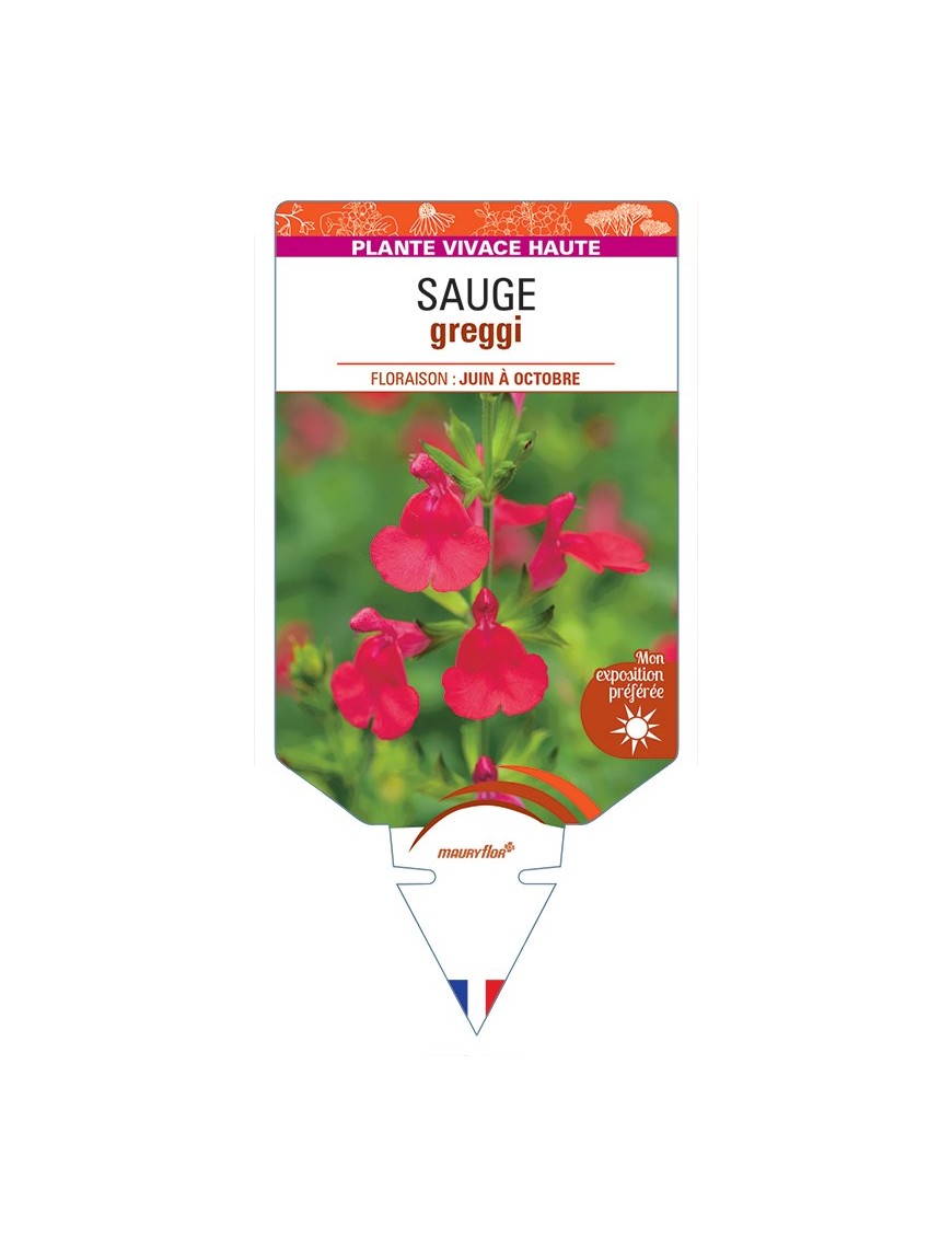 SALVIA greggii voir Sauge (rouge)