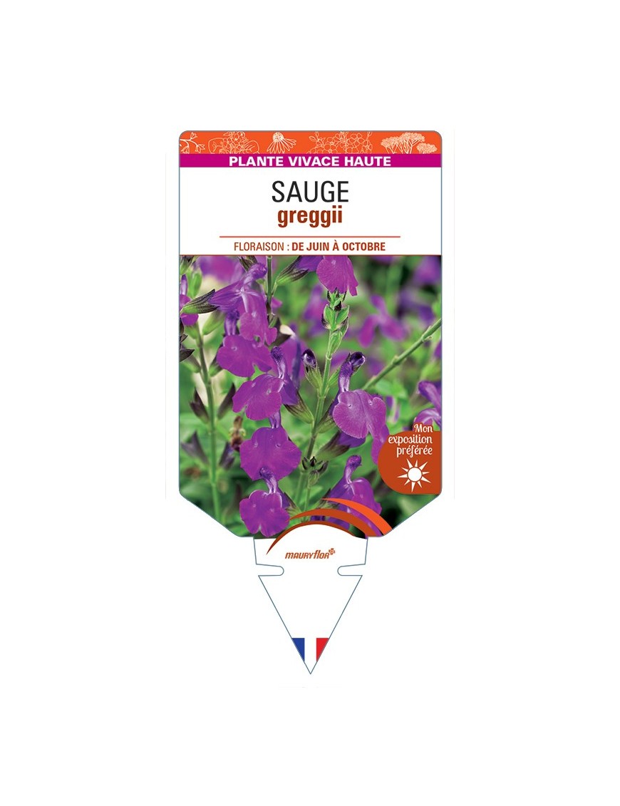 SALVIA greggii voir Sauge (violette)