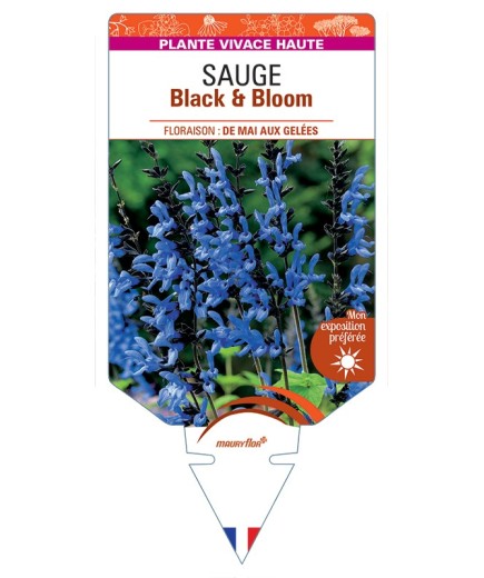 SALVIA guaranitica Black & Bloom voir Sauge