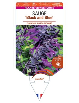 SALVIA guaranitica Black and Blue voir Sauge