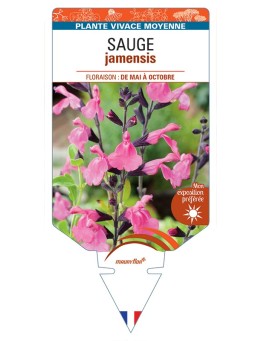 SALVIA jamensis voir Sauge