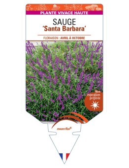 SALVIA leucantha Santa Barbara voir Sauge