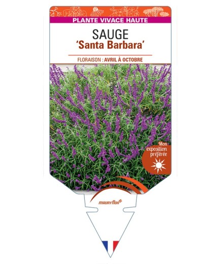 SALVIA leucantha Santa Barbara voir Sauge