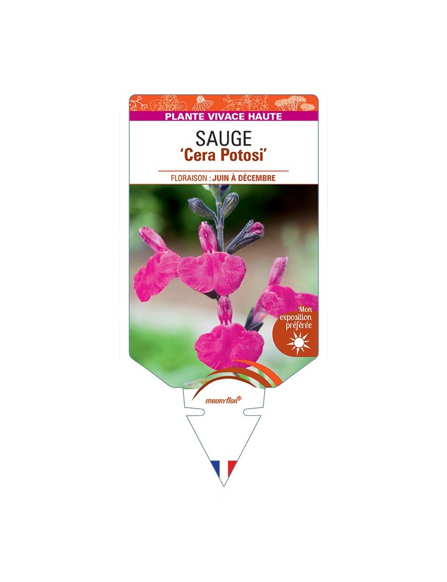 SALVIA microphylla Cera Potosi voir Sauge