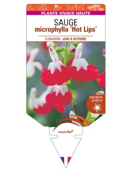 SALVIA microphylla Hot Lips voir Sauge