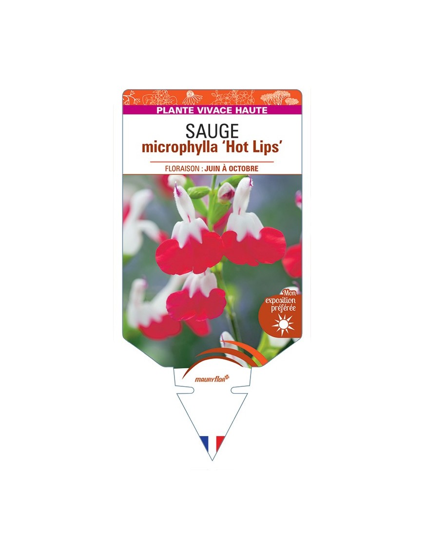 SALVIA microphylla Hot Lips voir Sauge
