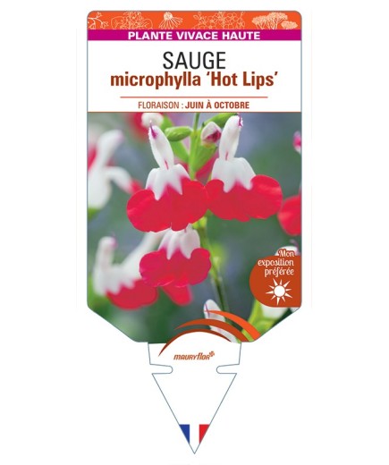 SALVIA microphylla Hot Lips voir Sauge