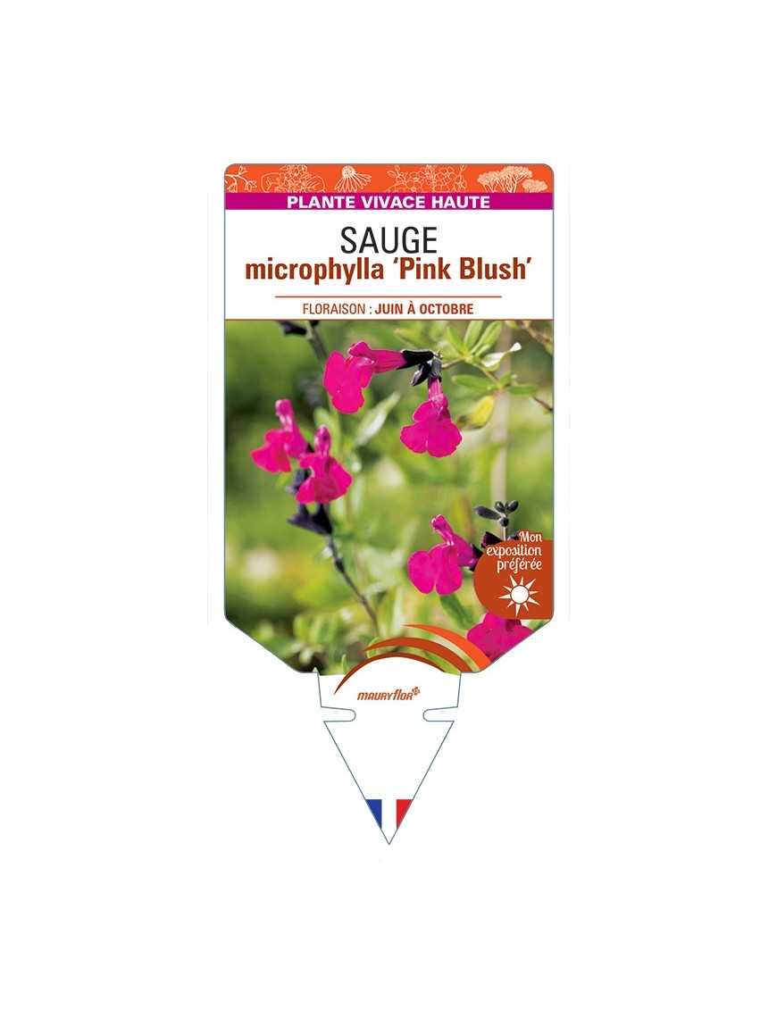SALVIA microphylla Pink Blush voir Sauge