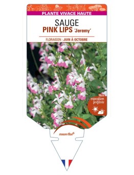 SALVIA microphylla PINK LIPS Jeremy voir Sauge