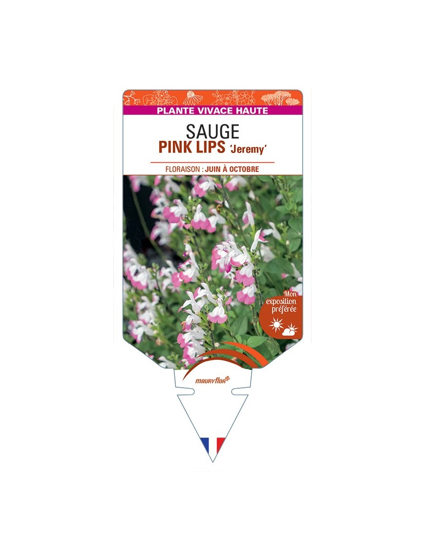SALVIA microphylla PINK LIPS Jeremy voir Sauge