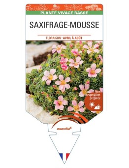 SAXIFRAGA arendsii (rose) voir SAXIFRAGE-MOUSSE