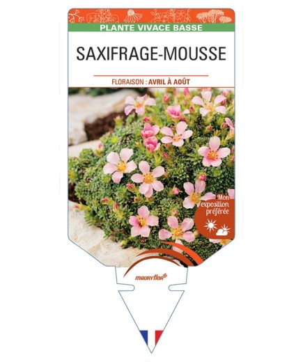 SAXIFRAGA arendsii (rose) voir SAXIFRAGE-MOUSSE