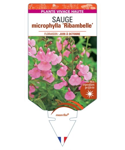 SALVIA microphylla Ribambelle voir Sauge