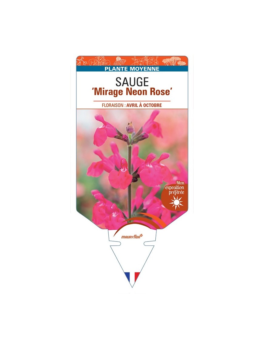 SALVIA Mirage Neon Rose voir Sauge