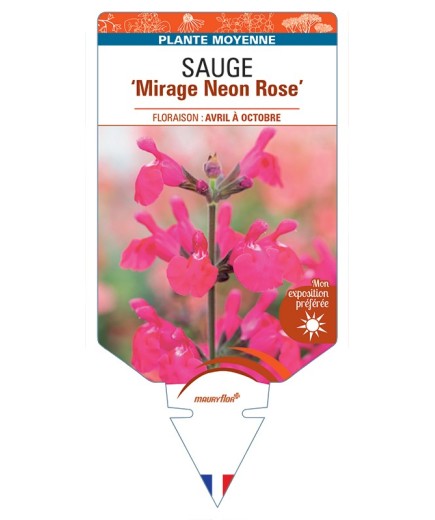 SALVIA Mirage Neon Rose voir Sauge