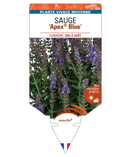 SALVIA nemorosa Apex® Blue voir Sauge