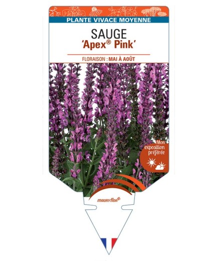 SALVIA nemorosa Apex® Pink voir Sauge