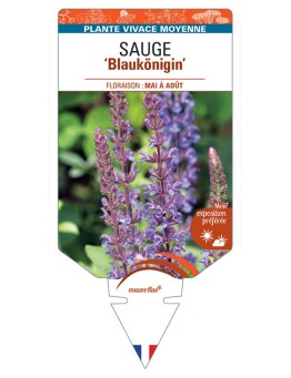 SALVIA nemorosa Blaukönigin voir Sauge