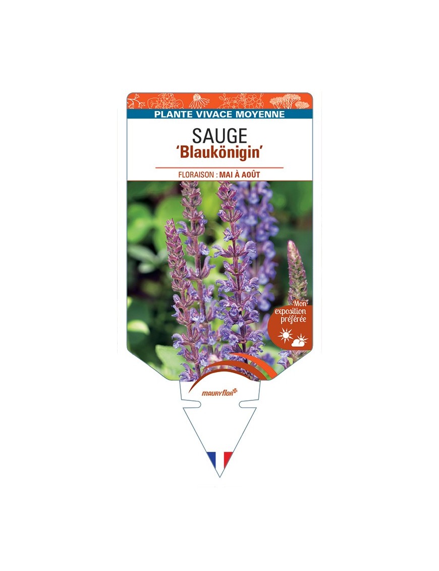 SALVIA nemorosa Blaukönigin voir Sauge