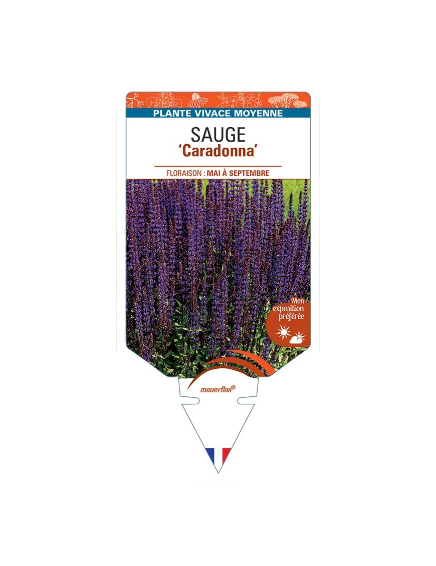 SALVIA nemorosa Caradonna voir Sauge