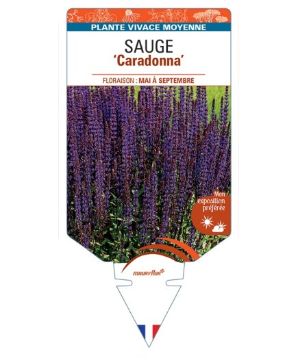 SALVIA nemorosa Caradonna voir Sauge