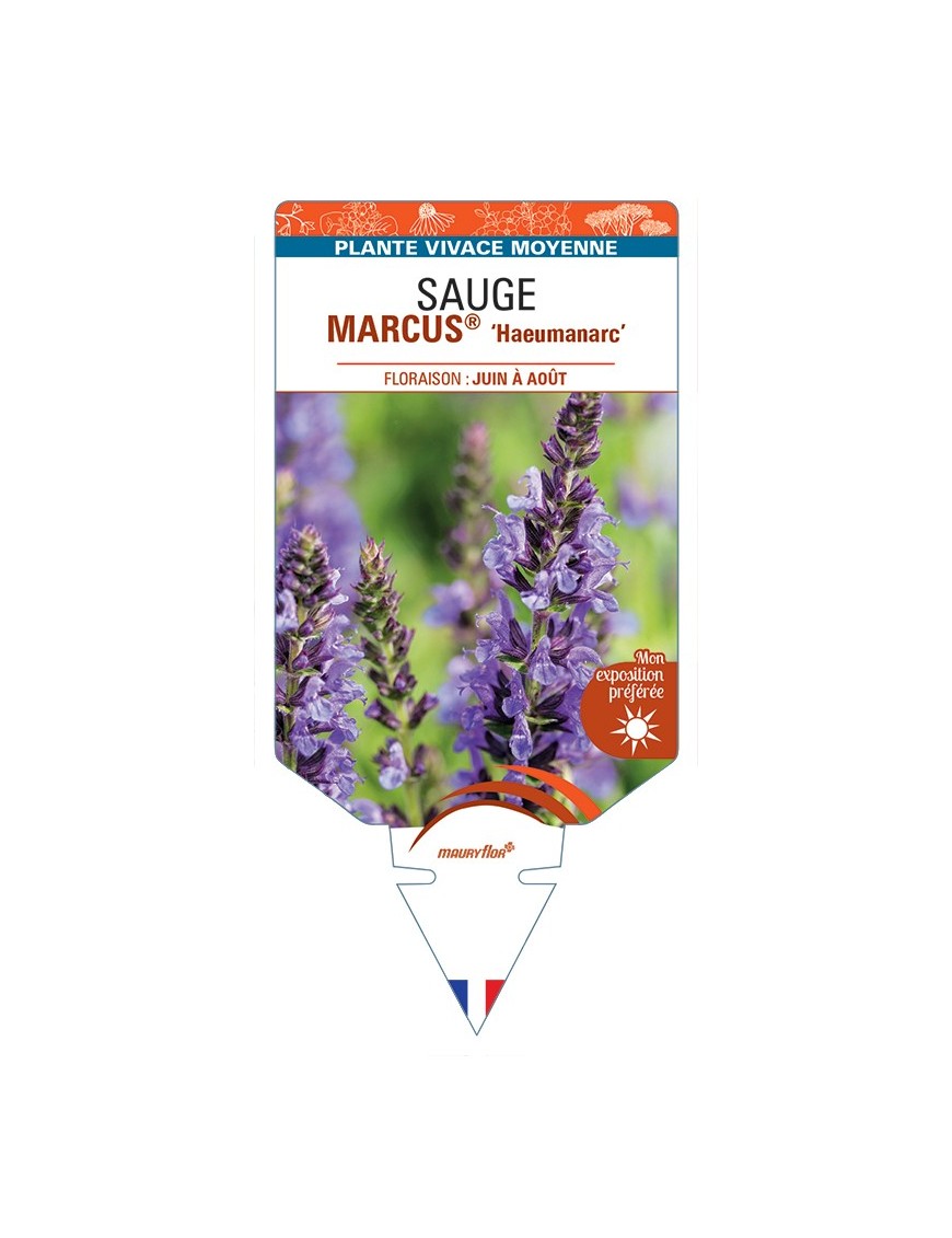 SALVIA nemorosa MARCUS® Haeumanarc voir Sauge