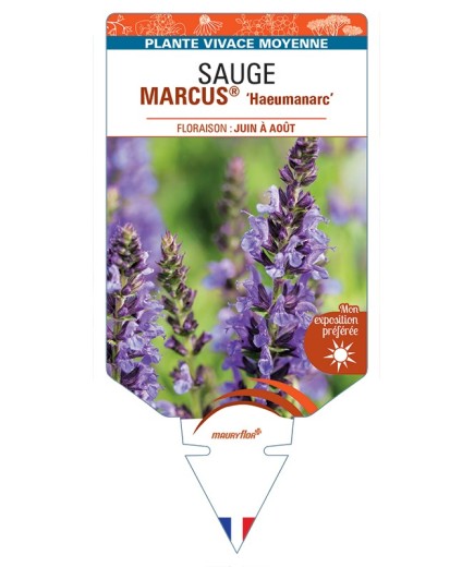 SALVIA nemorosa MARCUS® Haeumanarc voir Sauge