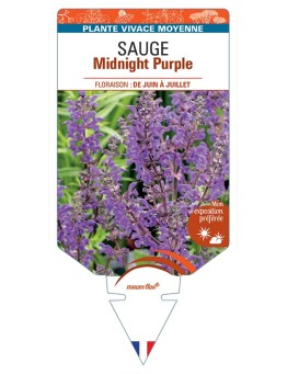 SALVIA nemorosa Midnight Purple voir Sauge