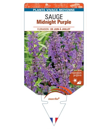 SALVIA nemorosa Midnight Purple voir Sauge
