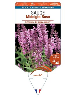 SALVIA nemorosa Midnight Rose voir Sauge