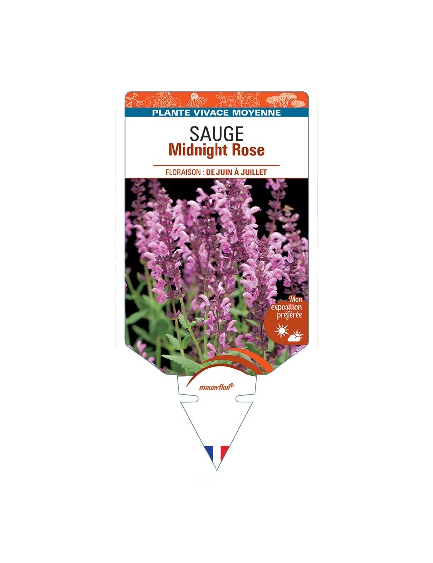 SALVIA nemorosa Midnight Rose voir Sauge