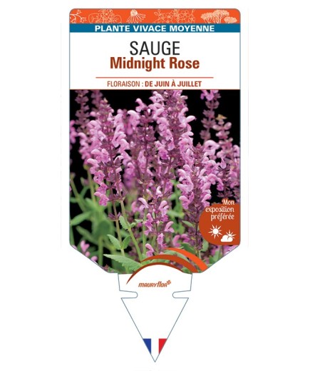 SALVIA nemorosa Midnight Rose voir Sauge