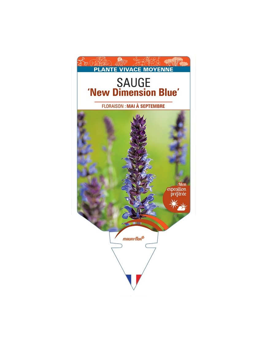 SALVIA nemorosa New Dimension Blue voir Sauge