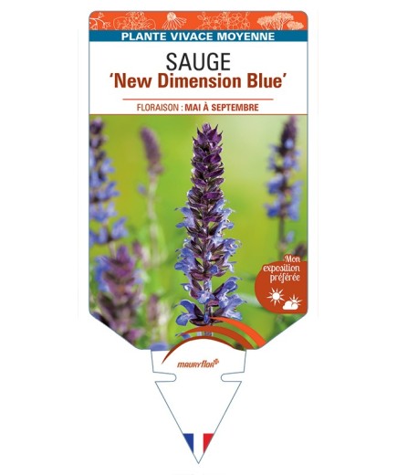 SALVIA nemorosa New Dimension Blue voir Sauge