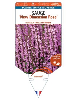 SALVIA nemorosa New Dimension Rose voir Sauge