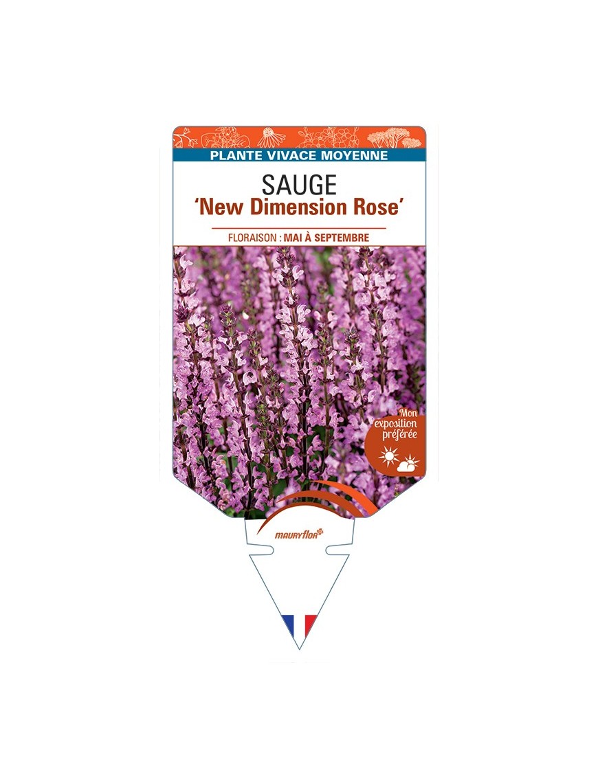 SALVIA nemorosa New Dimension Rose voir Sauge