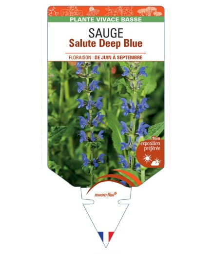 SALVIA nemorosa Salute Deep Blue voir Sauge